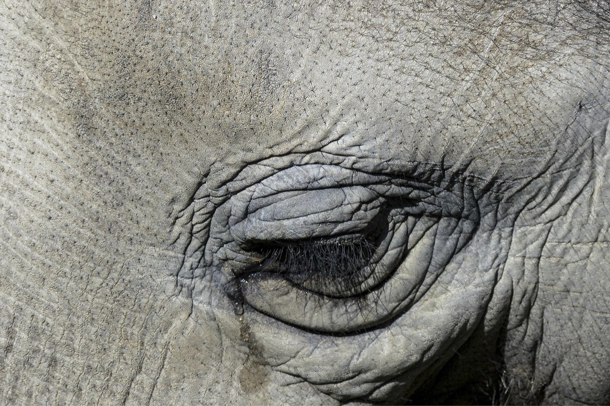 textura de piel seca