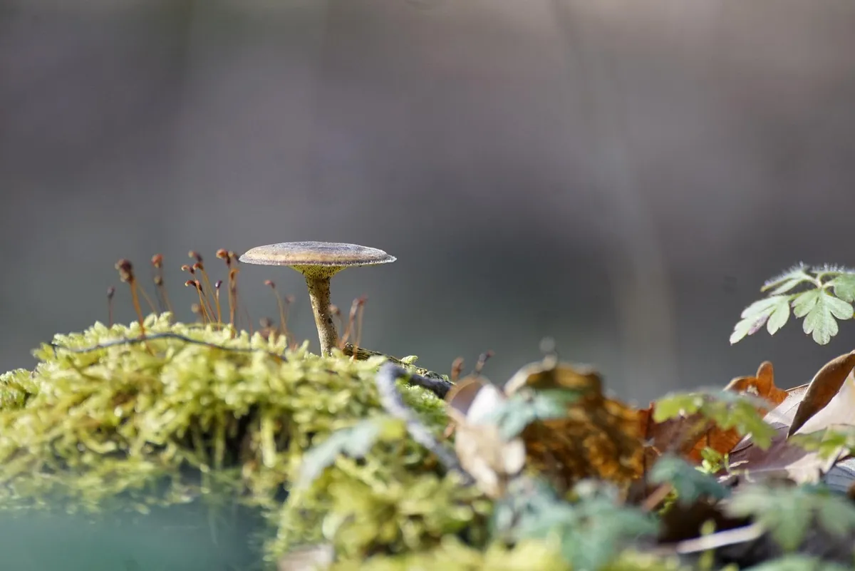mushroom, fungus, moss, nature, pore-sponge, mycology, growth