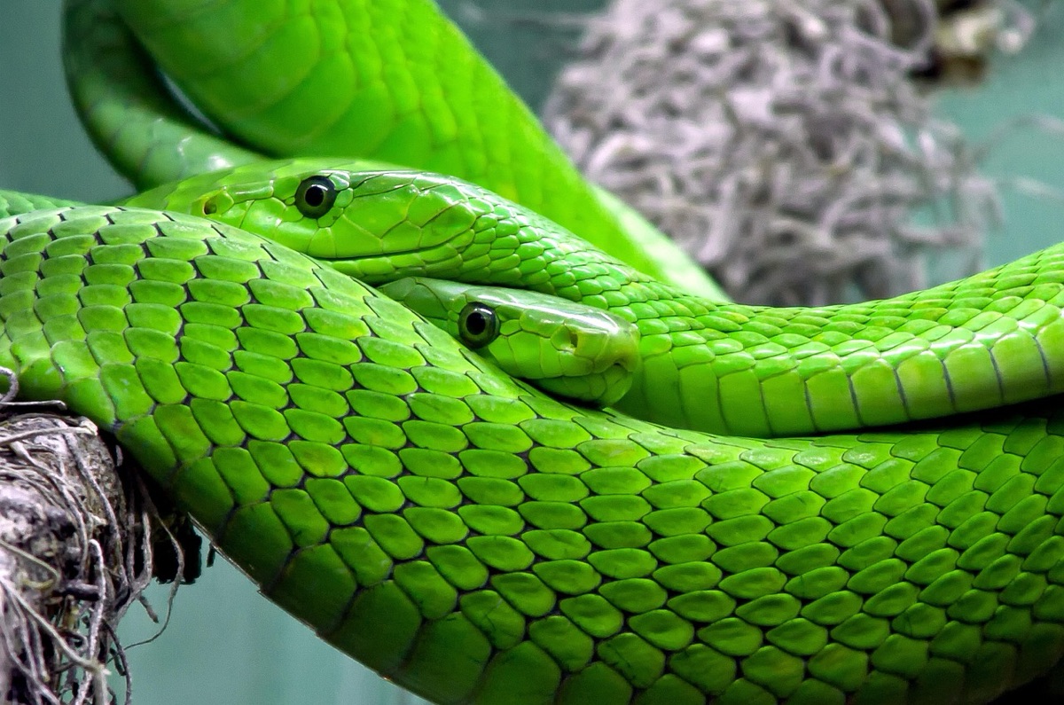 Nahaufnahme der Hautstruktur
